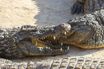 The jaws of a crocodile closeup