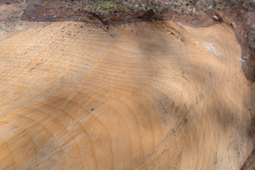 Baumstamm geschnitten mit Struktur im Holz