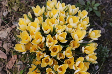 Spring. On a sunny day the yellow crocuses blossomed. 