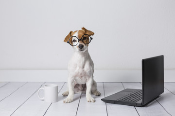 cute young small dog sitting on the floor and working on laptop. Wearing glasses and cup of tea or coffee besides him. Pets indoors