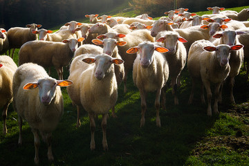 flock of shorn sheep