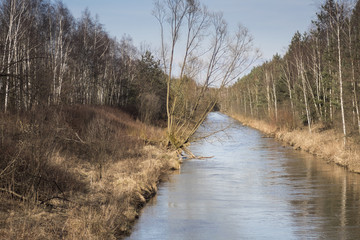 a small wild river in the early spring in the midst of a forest