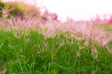 Grass in the garden