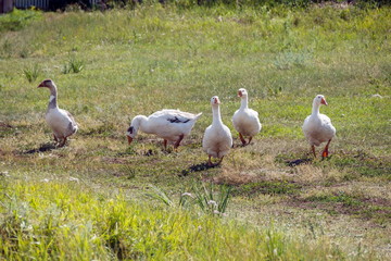 Flock of domestic geese walks along the rural path in a sunny summer day.