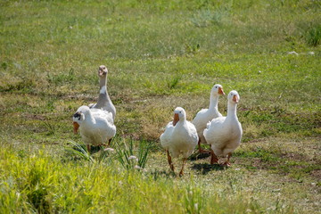 A flock of domestic geese on a rural road on a sunny summer day.