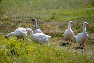 A flock of domestic geese walks along the rural path in a sunny summer day.