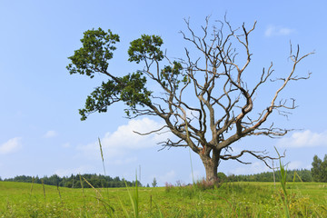 Fototapeta na wymiar Dry oak with one green branch.