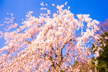japanes Cherry blossom in kyoto