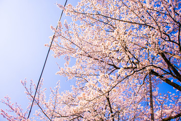 japanes Cherry blossom in kyoto