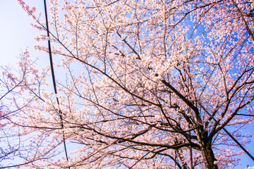 japanes Cherry blossom in kyoto