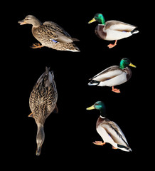 Set of mallard ducks isolated with a clipping path.