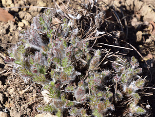 pulsatilla vulgaris, The first spring flowers. Gentle fluffy stems and buds  