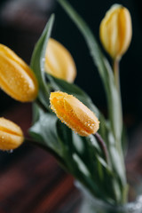 Yellow fresh spring tulips on dark wooden background in glass decanter, with water and drops on leaves. in direct and back light
