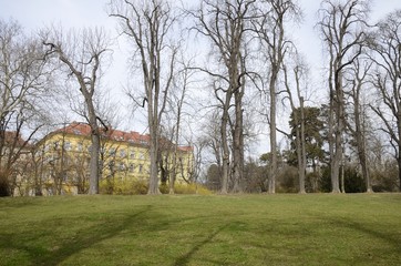 Tree without leaves in garden of Graz, Austria