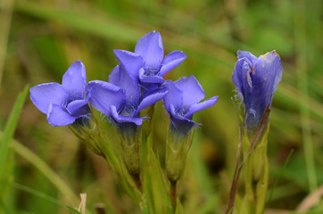 Fransenenzian (Gentianopsis ciliata) Blüte Nahansicht