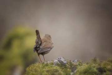 Strzyżyk, Eurasian wren