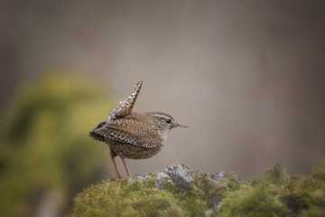 Strzyżyk, Eurasian wren