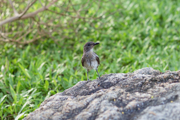 bird hunter