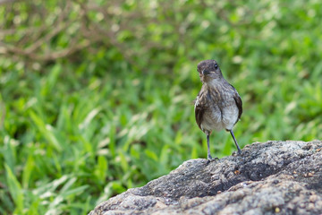 bird hunter