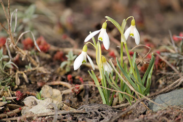 Common snowdrop or Galanthus nivalis with white flowers on flowerbed