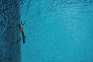 Large mosquito sits on blue wall close-up. Macro photography of giant insect on blue background.