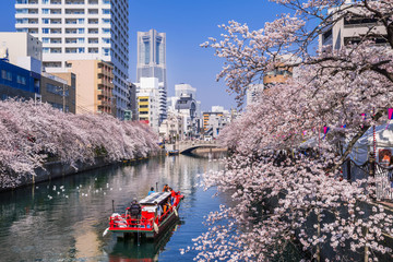 横浜 大岡川の桜