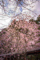 Bloomed cherry tree in full bloom