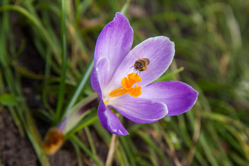 Bee gathering pollen from purple crocus flowers