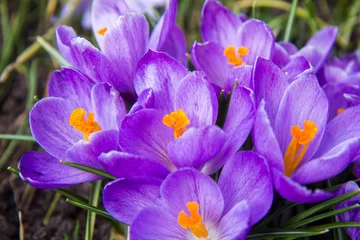 Photo sur Plexiglas Crocus Fleurs de crocus violet