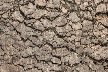 Dry Barren Scorched Soil Cracked Rough Desolate Grunge Surface