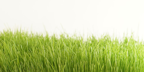 Fototapeta na wymiar green grass meadow background blades of grass green nature lawn