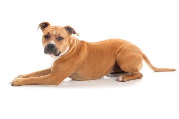 lying down dog tawny pitbull isolated