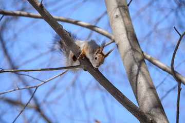 Fototapeta premium Red eurasian squirrel