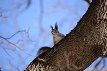 Red eurasian squirrel