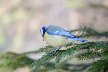 Small bird tomtit sits on branch