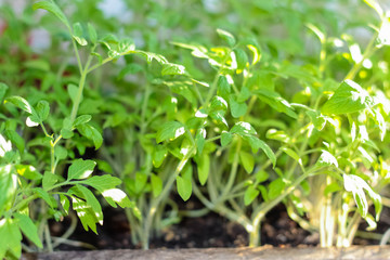 Seedlings tomato in a box is often planted