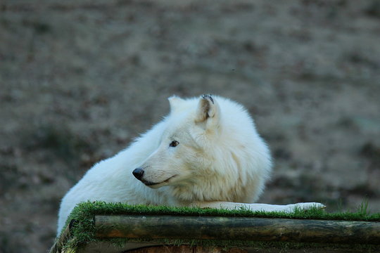 LOUP BLANC