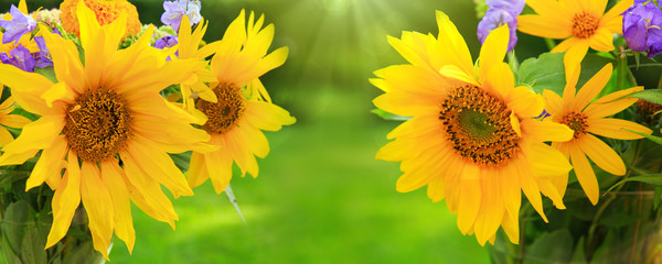 Yellow sunflowers background.