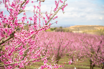 Blossoming peach trees in Aitona,  Catalonia, Spain