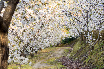 Cherry Blossom at the Jerte Valley, Extremadura, Spain. © javiralv