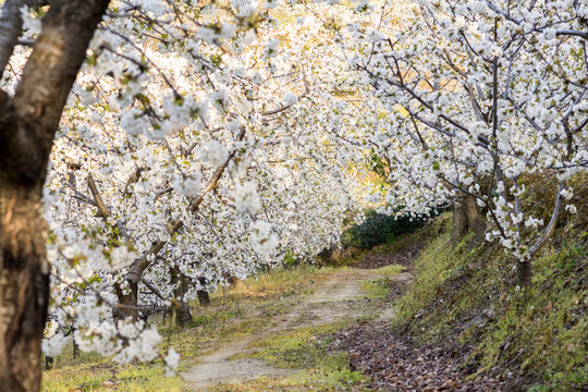 Cherry Blossom at the Jerte Valley, Extremadura, Spain.