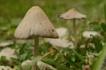 mushroom grass nature