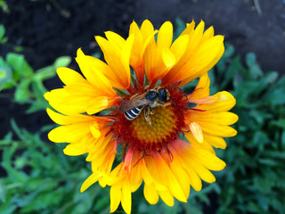 Bee on the flower