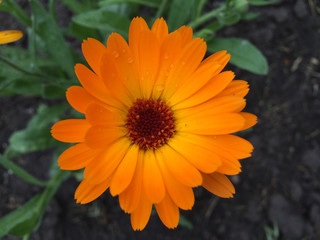 Orange flower