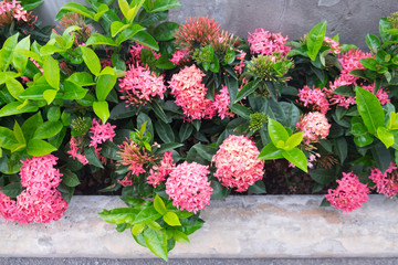 Ixora flowers in the garden of Thailand.