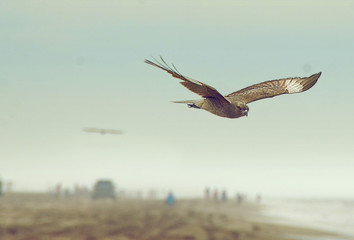 flying bird sky