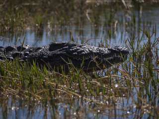 Alligator in the river Okavango Delta, Botswana, Africa