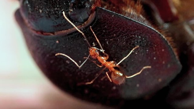 The ant hold to the armor of a bug lying on the floor. Female Rhinoceros Beetle at Laos.