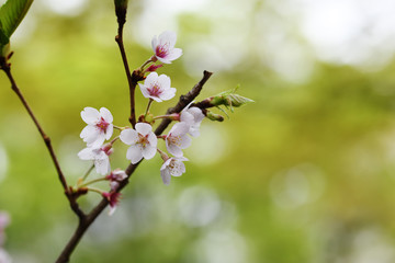 ソメイヨシノの枝