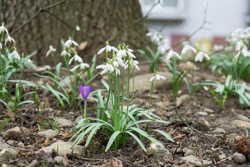 Crocus flowers during spring. Slovakia